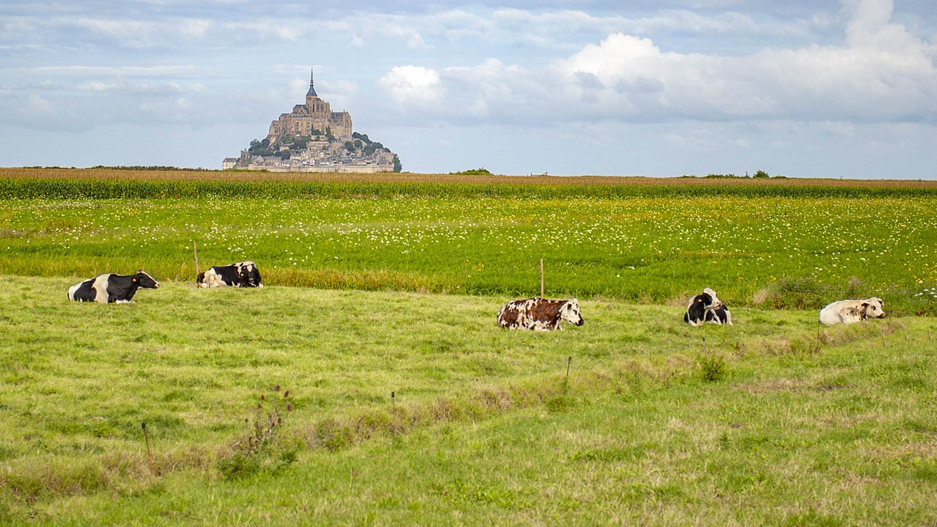 Welterbe in der Normandie: der Mont-Saint-Michel. Foto: Hilke Maunder